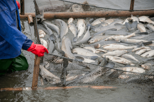 Using an Aquaculture Sensor for water quality monitoring in fish farming