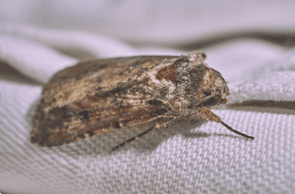 Moths and other insects cause problems for textile conservation
