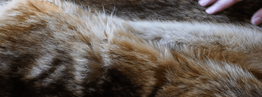 Freezing Preservation of animal fur. Fur conserved using the Freezing Preservation Method.