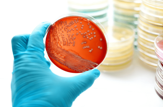 bacteria-preservation-freezing-storage