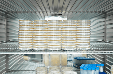 A Temperature Controlled Incubator is essential for microbiological applications