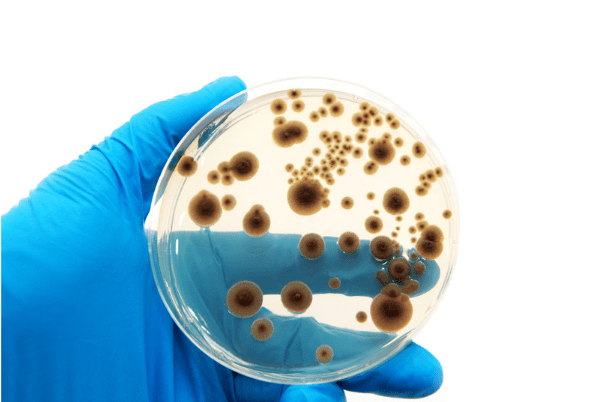 Microorganisms used in biotech food for biotechnology food production.