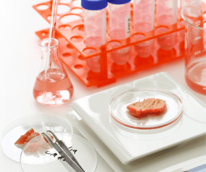 Lab equipment on a bench with a piece of lab grown meat in a petri dish